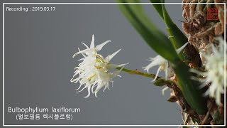 분망을 이용한 행잉, 벌보필름 렉시플로럼  Bulbophyllum laxiflorum   [화이의 Orchid Story]