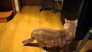 Шотландские котики. Вязка котов. Lucky Diamond