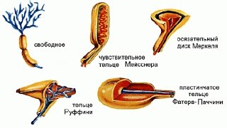 Органы равновесия, кожно-мышечной чувствительности,обоняния и вкуса.Урок биологии