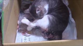 猫の出産 赤ちゃん 子猫が産まれる瞬間　Moment when the kitten is born