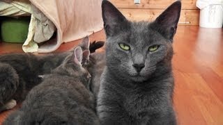 Goodbye Cabbage & Kittens