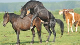 Horse Sex In Nepal - horse has hardest & longest Penis ???