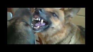 German Rex and Atos