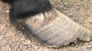 Laminitic Pony Trim