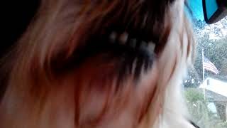 Havanese whining and barking