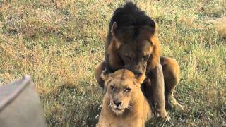 Lion Lovin'