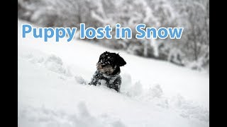 Mini Schnauzer Puppy Hehku running in snow