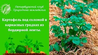 Картофель под соломой в каркасных грядках из бордюрной ленты