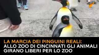 La marcia dei pinguini reali: allo zoo di Cincinnati gli animali girano liberi per lo zoo