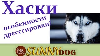 Хасхи особенности дрессировки. Хаски особенности обучения Характер хаски