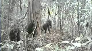 Gorila mais raro do mundo é registrado por câmera escondida na floresta