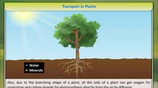 Transportation in Plant chapter - Life Process |S.chand| class 10