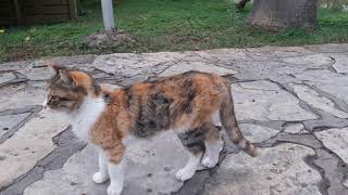 Аланья. Парк кошек в Аланье! Где живут кошки в Аланье? Kedi evi! Репортаж второй!