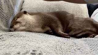 カワウソさくら 昼寝してる間にカワウソが添い寝してきてた with otter lying on the bed
