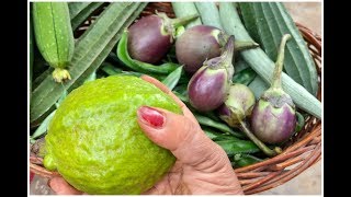మామిద్దె తోటలో 400g జామకాయ నేతి బీర ఉపయోగాలు fruits& vegetables harvesting