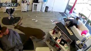 В США олень ворвался в парикмахерскую — видео