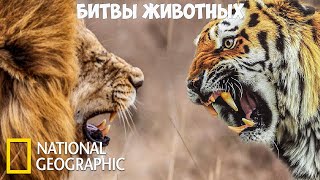 Самые опасные животные - Битвы животных | (National Geographic)