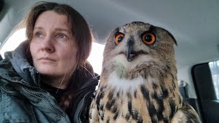 Yoll's stream с совой на МКАДе