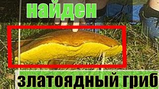 В Австралии найден златоядный гриб