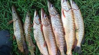 Плавающий силикон и вертушки Mepps.Зделали рыбалку сказкой.