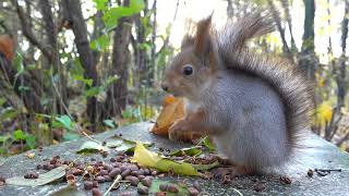Белка. Зарисовка / Squirrel. Sketch
