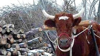 Flatbed Work: Scout the Ox