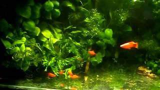 Aquarium. Травник без грунта.
