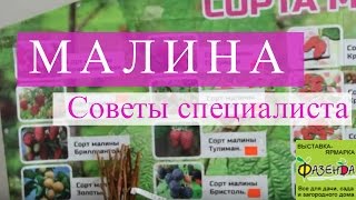 Саженцы малины. Советы специалиста.