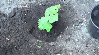 Посадка винограда черенками