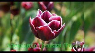 Tulip Alexander Pushkin (Тюльпан Александр Пушкин)