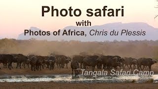 Tangala Safari Camp - South Africa Travel Channel 24
