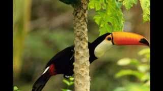 Sounds of Nature: Amazon Rainforest