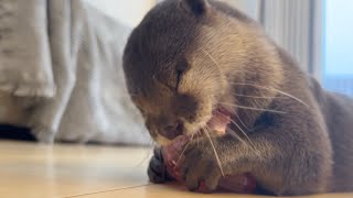 好物よりも、好物を探すための習性だけで満足してしまうまさかすぎるカワウソ otter satisfied with the habit of searching for what he likes