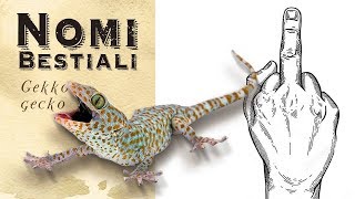 il significato dei nomi degli animali: il Geco Tokay