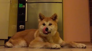 Щенок Акита ину есть яблоко и грейпфрут - can dogs eat apples - yes he like it