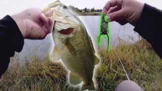Bank Fishing for GIANT BASS in TINY Urban Ponds!!!