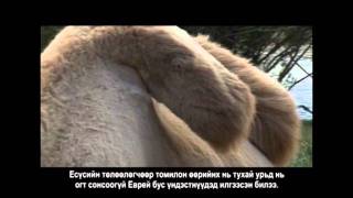 Библи юу өгүүлдэг вэ? 46-7 1 Тимот 2-р бүлэг