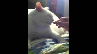Cat licks warhead