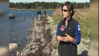 Whale watch- Bottlenose whale visits Nova Scotia's Eastern Shore