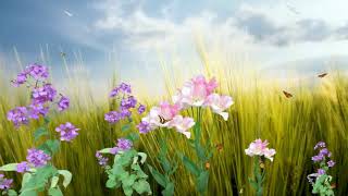 FONDO VIDEO BACKGROUND FULL HD-Butterfly Paradise Screensaver-FREE DOWENLOD
