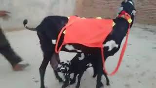 FOR SALE BAKRI
