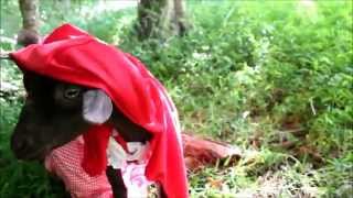 Little Red Riding Goat