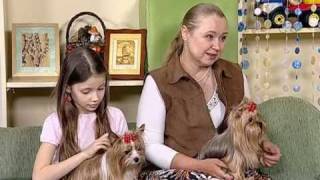Ольга Дорондова, заводчик йоркширских терьеров