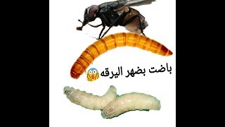هجمت مجموعه من الذباب على حضيرة دود القبابي شاهد ما حدث