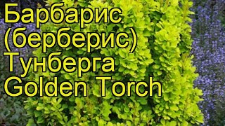 Барбарис тунберга Золотое касание (голден тач). Краткий обзор berberis thunbergii Golden Torch