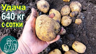 Удача в жарком климате от посадки до урожая ???? Выращивание картофеля Опыт Гордеевых