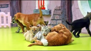 Unlikely furry friends: tiger, lion and hyena cubs play with puppies