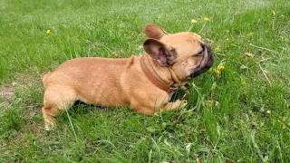 Buldog francuski wariacja