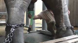 Calvin - odběr sloního sperma v Zoo Ostrava