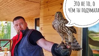 Обучение ястреба-тетеревятника. Этап 9 (День 12). Работа над ошибками. Внезапная тренировка Артёма